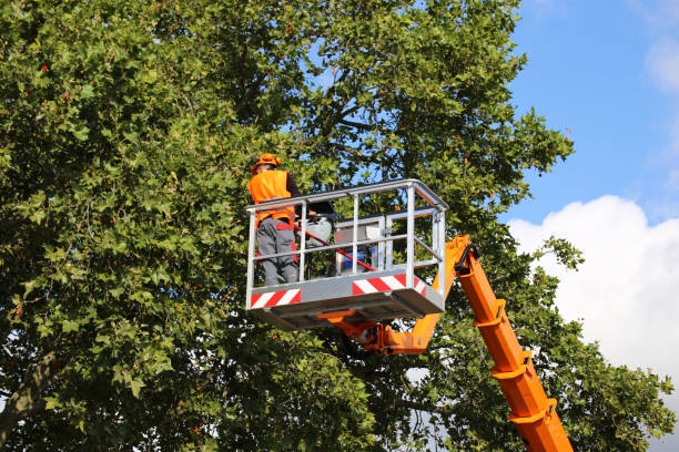 Mulching Services in Riverton, WY